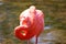 American flamingo Phoenicopterus ruber is a large species of flamingo