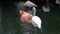 The American flamingo, Phoenicopterus ruber is a large species of flamingo