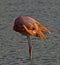 American Flamingo, Rode Flamingo, Phoenicopterus ruber