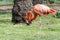 American flamingo stands on one leg on the grass