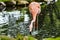 American flamingo wading in a pond. Calgary Zoo Calgary Alberta Canada