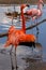 American flamingo with wings wide open