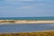 American flamingos, also Caribbean, Phoenicopterus ruber in the lagoon of Mancora Piura Peru