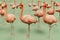 American flamingos render