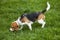 American foxhound dog