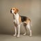 American Foxhound in full length, photography, studio photo. AI generated