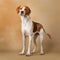 American Foxhound in full length, photography, studio photo. AI generated