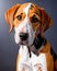 American Foxhound puppy dog portrait