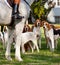 American Foxhounds before a hunt