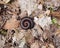 An American giant millipede in coiled defensive posture on a forest floor.