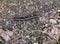 An American giant millipede crawling across a gravel path.