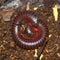 American Giant Millipede (Narceus americanus)