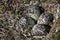 American Golden Plover (Pluvialis dominica) nest with four eggs