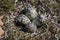American Golden Plover (Pluvialis dominica) nest with four eggs
