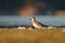 American golden plover resting at seaside