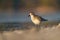 American golden plover resting at seaside