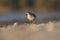 American golden plover resting at seaside