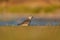 American golden plover resting at seaside