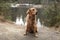 American Golden Retriever on the shore of a forest lake with snowy shores