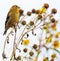 American Goldfinch