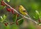 American Goldfinch