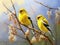 American Goldfinch