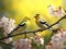 American Goldfinch