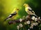 American Goldfinch