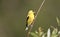 American Goldfinch