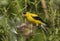 American Goldfinch