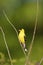 American Goldfinch    706910