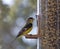 American Goldfinch on Backyard Feeder