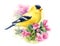 American Goldfinch Bird on the branch with flowers Watercolor Fall Illustration Hand Painted