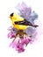 American Goldfinch Bird on the branch with flowers Watercolor Fall Illustration Hand Painted