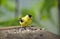 American Goldfinch bird eating birdseed