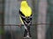 American Goldfinch Bird on a Metal Fence