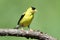 American Goldfinch on a branch