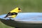 American Goldfinch (Carduelis tristis)