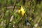 American Goldfinch -Carduelis tristis