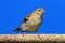 American Goldfinch (Carduelis tristis) on a perch