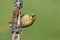 American Goldfinch (Carduelis tristis) on a perch