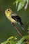 American Goldfinch Carduelis tristis perched on a tree branch near a feeder station on a rainy day.