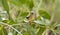 American Goldfinch chick