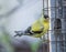 American Goldfinch Eating Black Sunflower Seeds