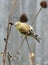 American Goldfinch Eating Seeds on Bare Echinacea Branches