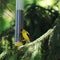 American Goldfinch eating from a Thistle seed feeder.