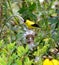 American goldfinch eating thistle seeds