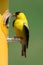 American Goldfinch enjoying Thistle seed in Missouri