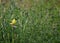 American Goldfinch feeding on grass seeds