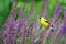 American Goldfinch in Flowering Woodland Sage